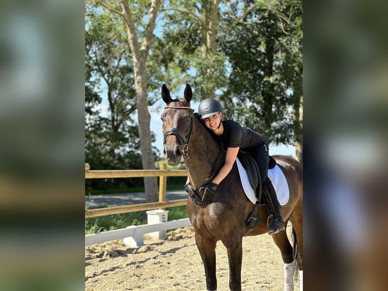 Hanoverian Mare 4 years 16,1 hh Brown in Loxstedt