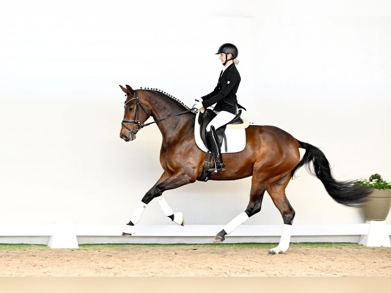 Hanoverian Mare 4 years 16.1 hh Brown in Lüdinghausen