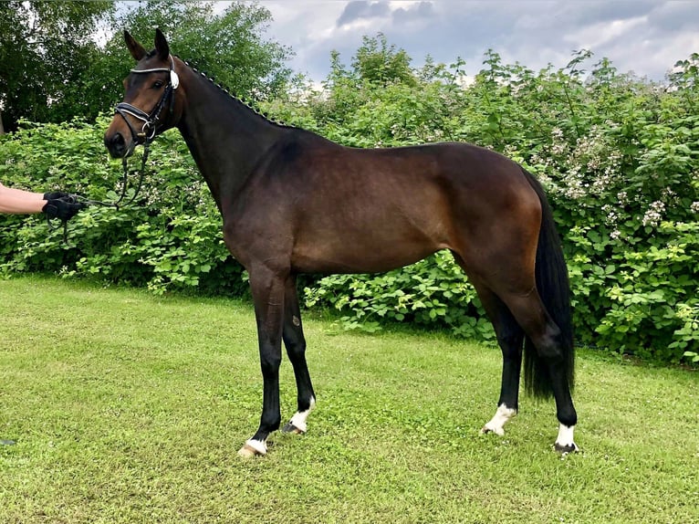 Hanoverian Mare 4 years 16,1 hh Brown in Nienhagen