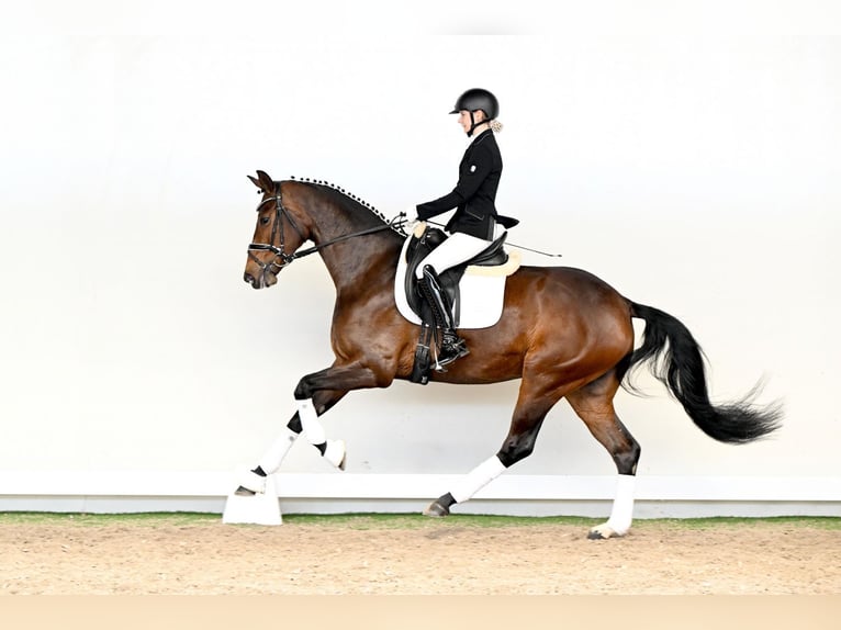 Hanoverian Mare 4 years 16.1 hh Brown in Saerbeck