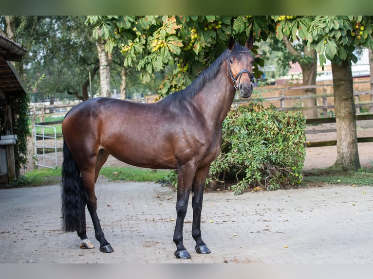 Hanoverian Mare 4 years 16,1 hh Brown in Geestland