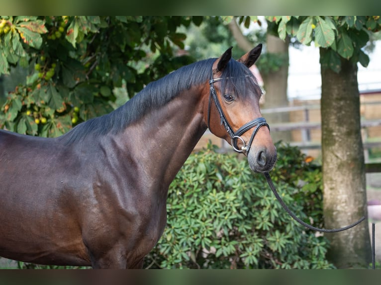 Hanoverian Mare 4 years 16,1 hh Brown in Geestland