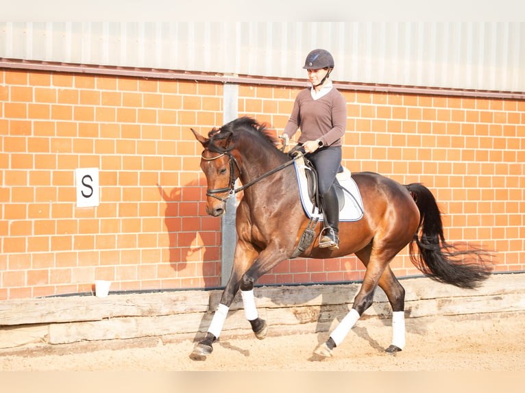 Hanoverian Mare 4 years 16,1 hh Brown in Geestland