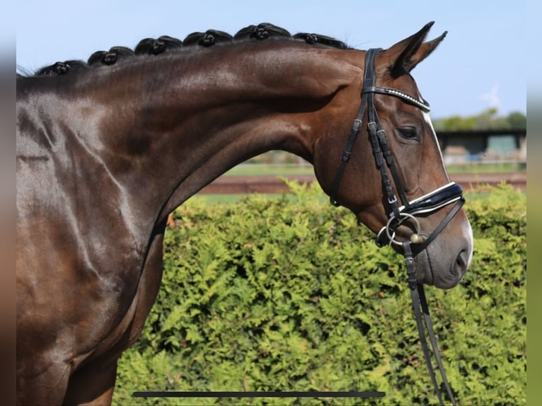 Hanoverian Mare 4 years 16,1 hh Brown in Tiddische