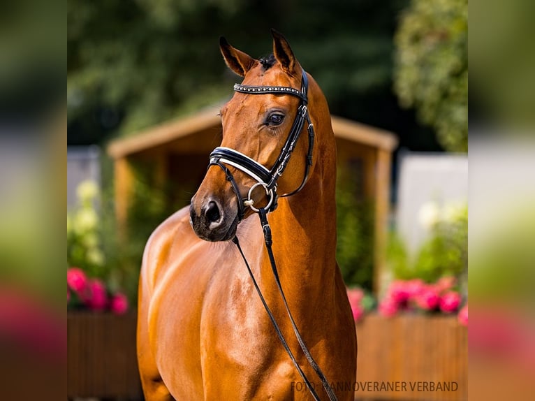 Hanoverian Mare 4 years 16,1 hh Brown in Verden