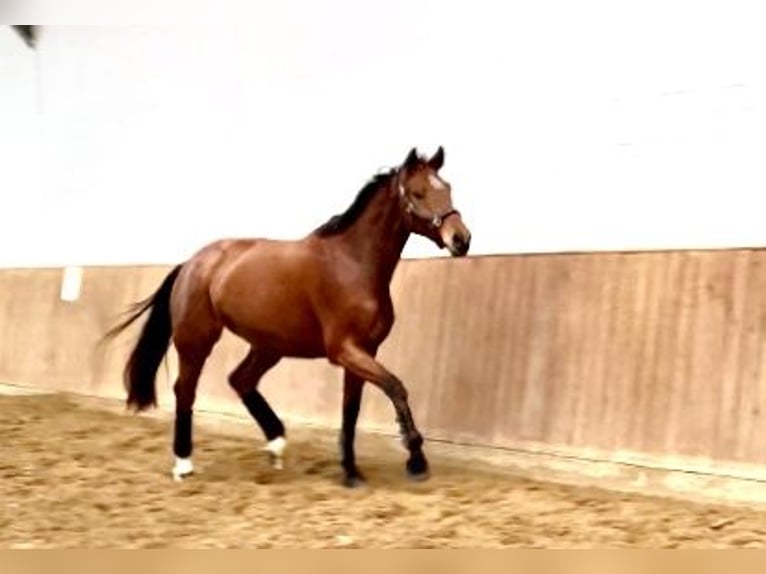 Hanoverian Mare 4 years 16,1 hh Brown in Walsrode