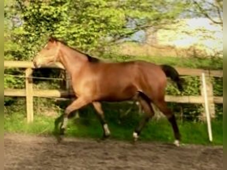 Hanoverian Mare 4 years 16,1 hh Brown in Walsrode