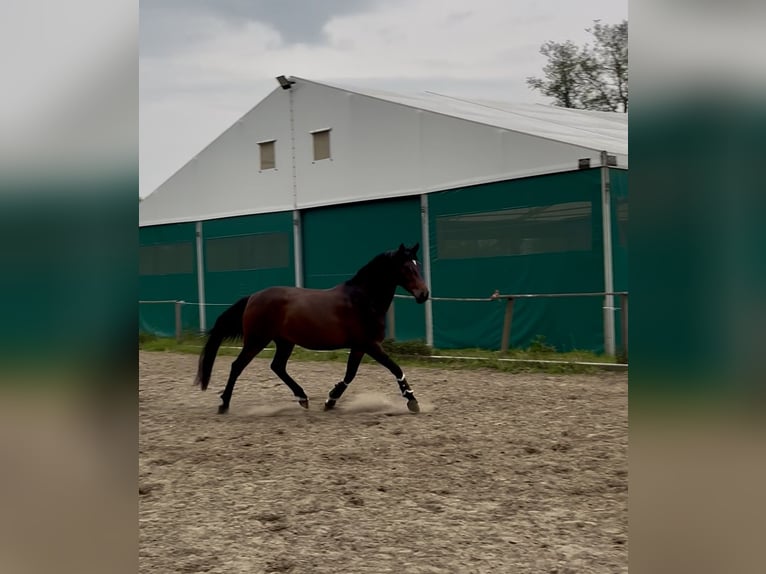 Hanoverian Mare 4 years 16.1 hh Brown in Ostercappeln