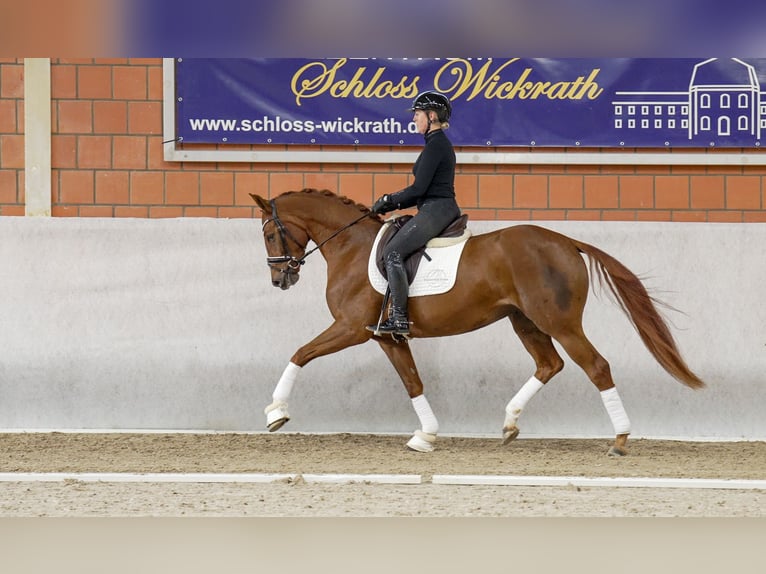 Hanoverian Mare 4 years 16,1 hh Chestnut in Moers