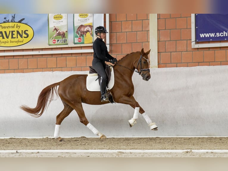 Hanoverian Mare 4 years 16,1 hh Chestnut in Moers