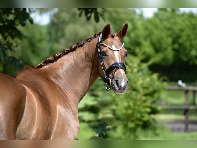 Hanoverian Mare 4 years 16.1 hh Chestnut in Cloppenburg