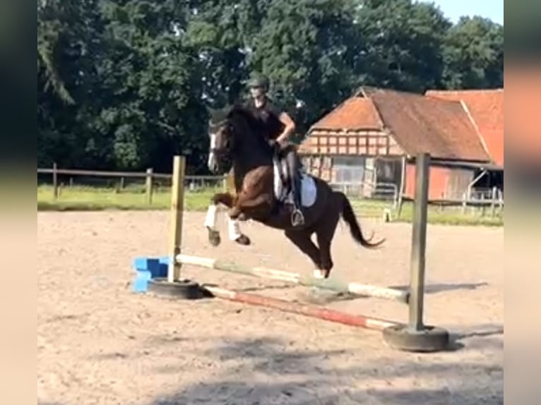 Hanoverian Mare 4 years 16,1 hh Chestnut in Kirchlinteln