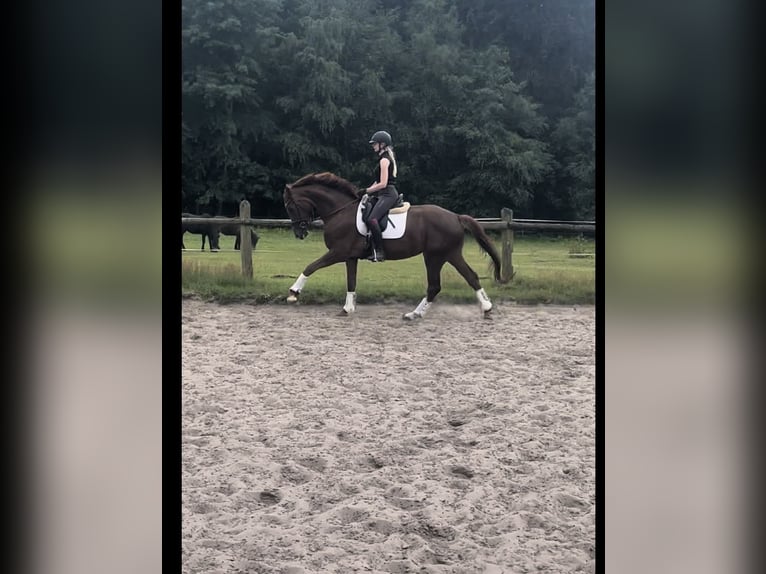 Hanoverian Mare 4 years 16,1 hh Chestnut in Kirchlinteln