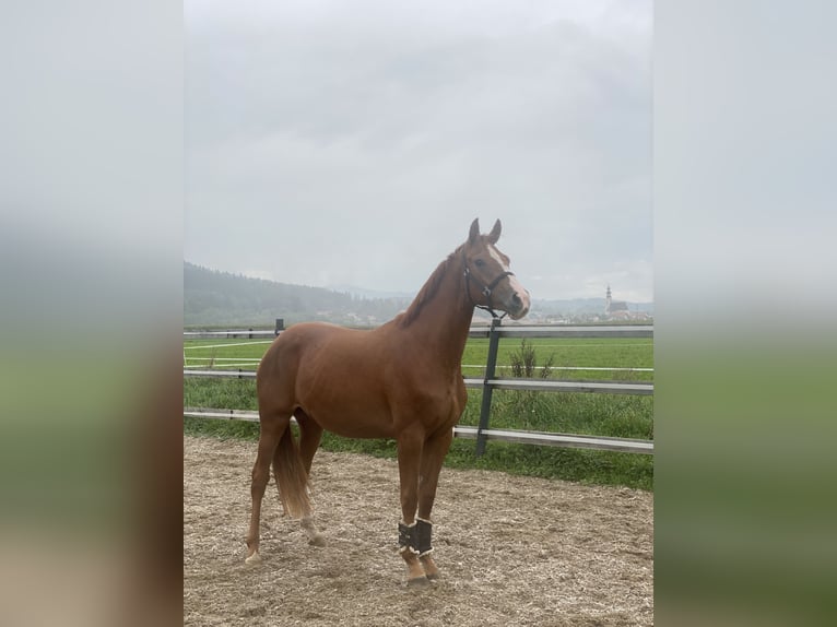 Hanoverian Mare 4 years 16,1 hh Chestnut-Red in Angern