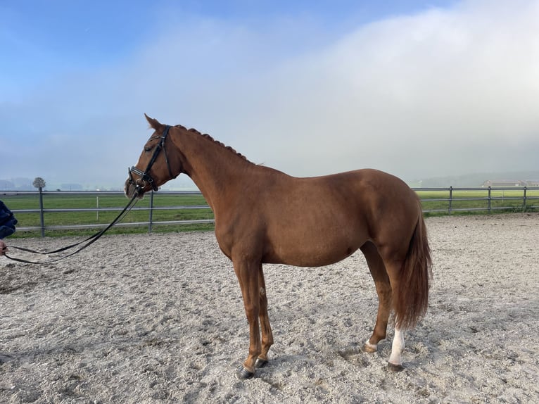 Hanoverian Mare 4 years 16,1 hh Chestnut-Red in Angern