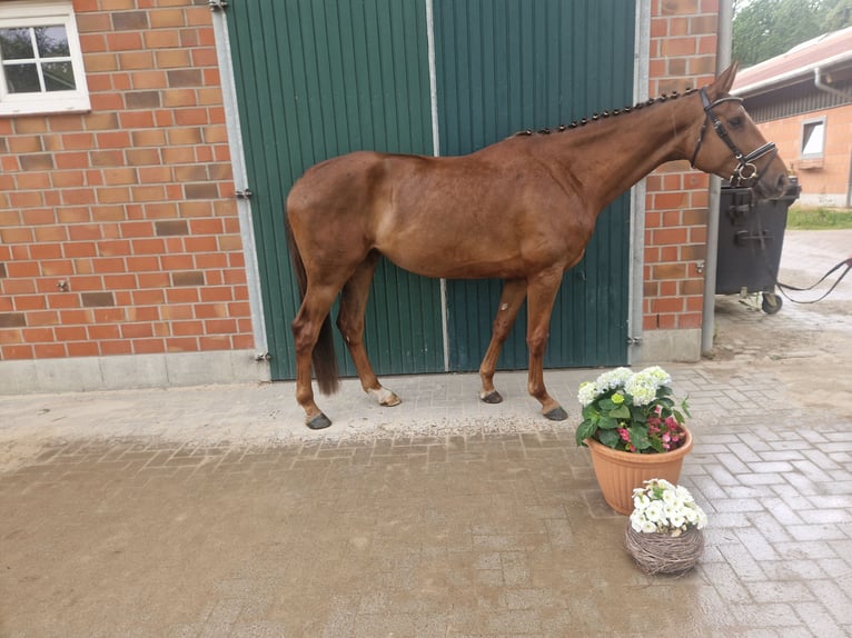 Hanoverian Mare 4 years 16.1 hh Chestnut-Red in Bomlitz