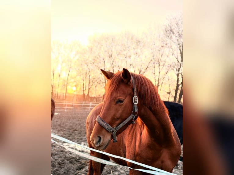 Hanoverian Mare 4 years 16.1 hh Chestnut-Red in Sankt Vith