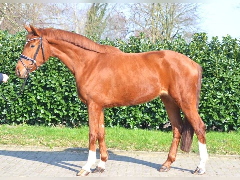 Hanoverian Mare 4 years 16,1 hh Chestnut-Red in Selsingen