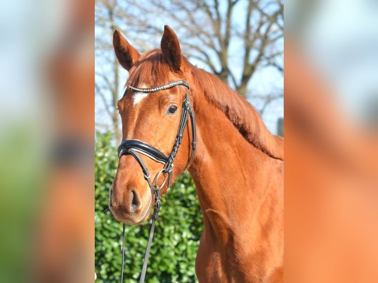 Hanoverian Mare 4 years 16,1 hh Chestnut-Red in Selsingen