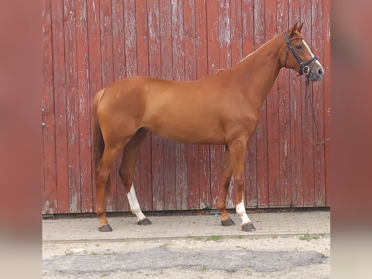 Hanoverian Mare 4 years 16,1 hh Chestnut-Red in Prislich