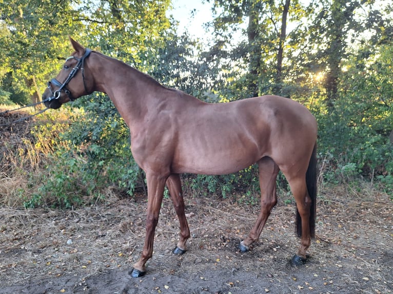 Hanoverian Mare 4 years 16.1 hh Chestnut-Red in Wietmarschen