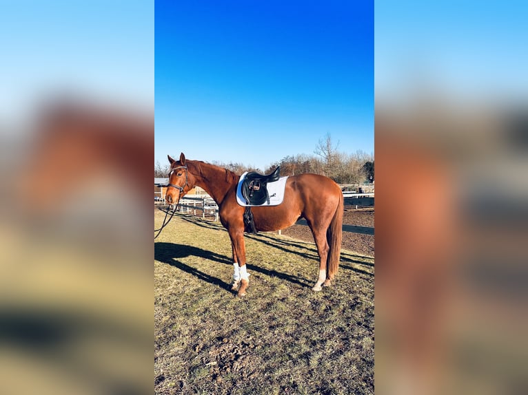 Hanoverian Mare 4 years 16,1 hh Chestnut-Red in Leipzig