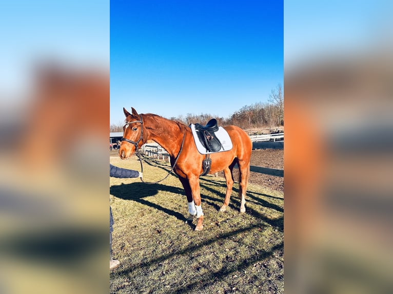 Hanoverian Mare 4 years 16,1 hh Chestnut-Red in Leipzig