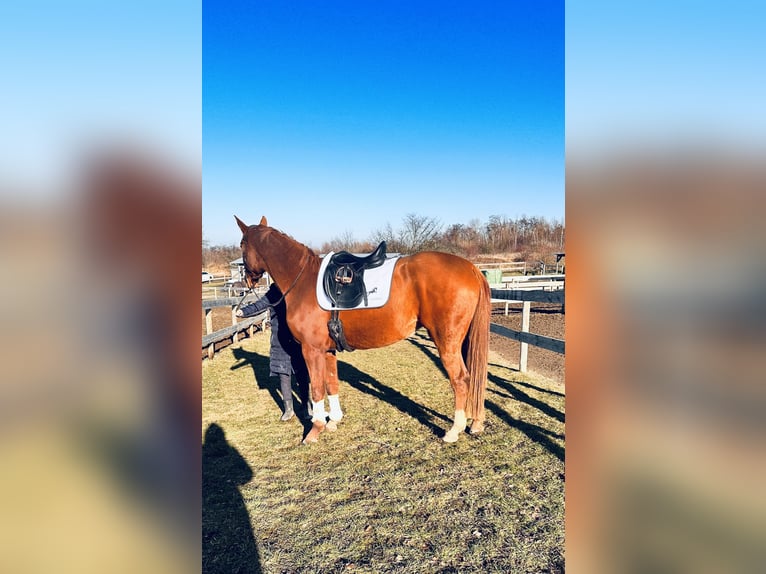 Hanoverian Mare 4 years 16,1 hh Chestnut-Red in Leipzig