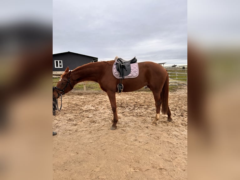 Hanoverian Mare 4 years 16,1 hh Chestnut-Red in Leipzig