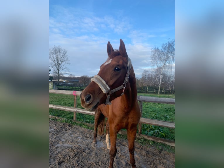 Hanoverian Mare 4 years 16,1 hh Chestnut-Red in Leipzig