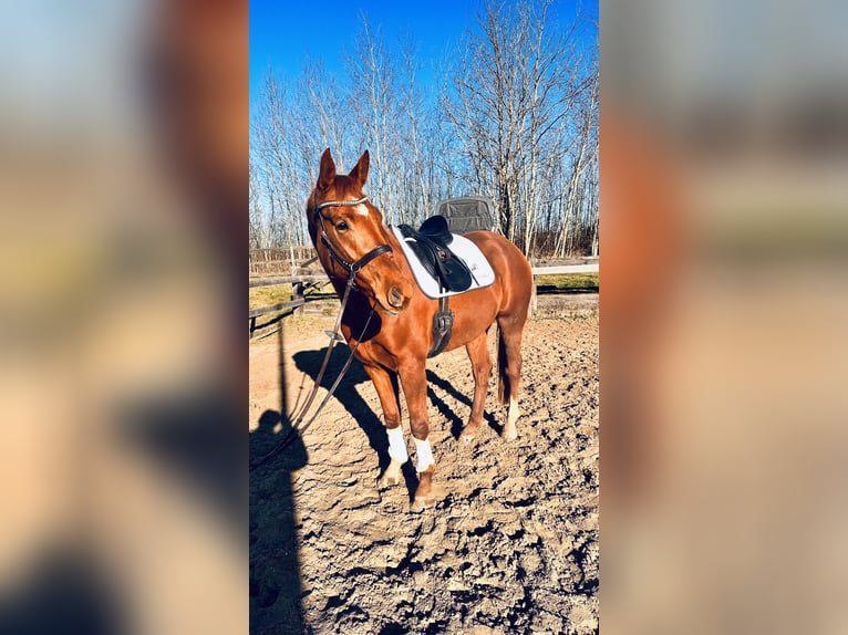 Hanoverian Mare 4 years 16,1 hh Chestnut-Red in Leipzig