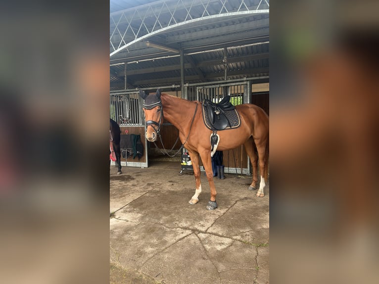 Hanoverian Mare 4 years 16,1 hh Chestnut-Red in Leipzig