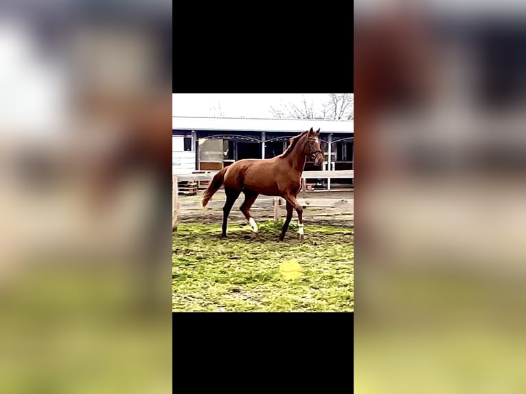 Hanoverian Mare 4 years 16,1 hh Chestnut-Red in Leipzig