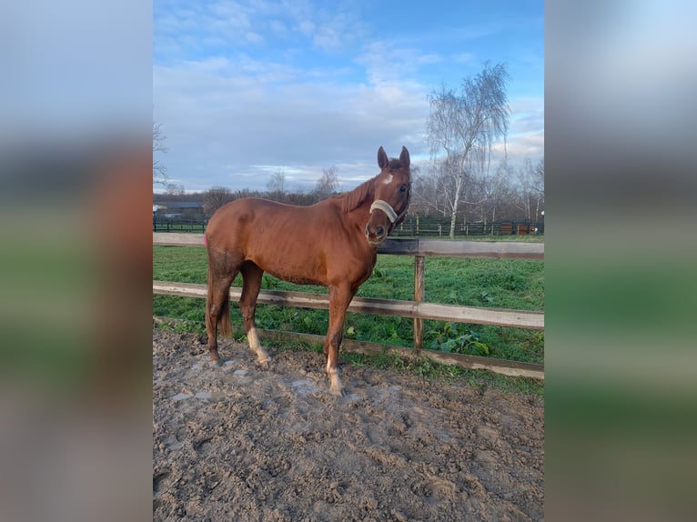 Hanoverian Mare 4 years 16,1 hh Chestnut-Red in Leipzig