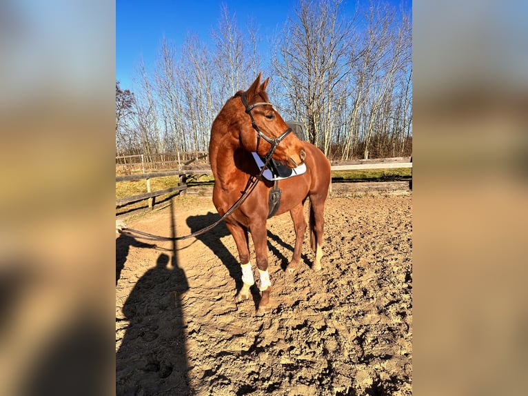 Hanoverian Mare 4 years 16,1 hh Chestnut-Red in Leipzig