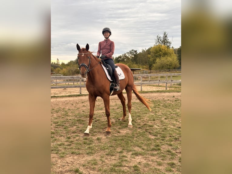 Hanoverian Mare 4 years 16,1 hh Chestnut-Red in Leipzig