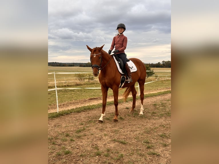 Hanoverian Mare 4 years 16,1 hh Chestnut-Red in Leipzig