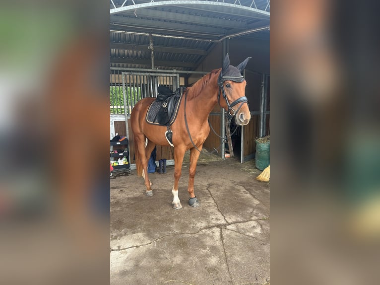 Hanoverian Mare 4 years 16,1 hh Chestnut-Red in Leipzig