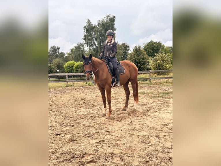 Hanoverian Mare 4 years 16,1 hh Chestnut-Red in Leipzig