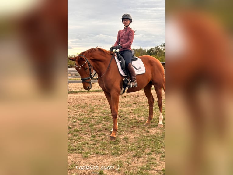 Hanoverian Mare 4 years 16,1 hh Chestnut-Red in Leipzig