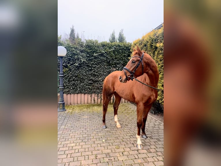 Hanoverian Mare 4 years 16,1 hh Chestnut-Red in Leipzig