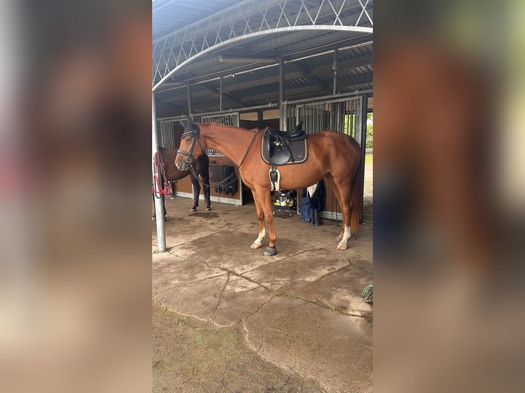 Hanoverian Mare 4 years 16,1 hh Chestnut-Red in Leipzig