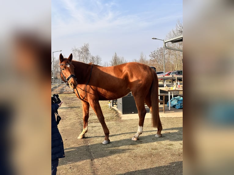 Hanoverian Mare 4 years 16,1 hh Chestnut-Red in Leipzig