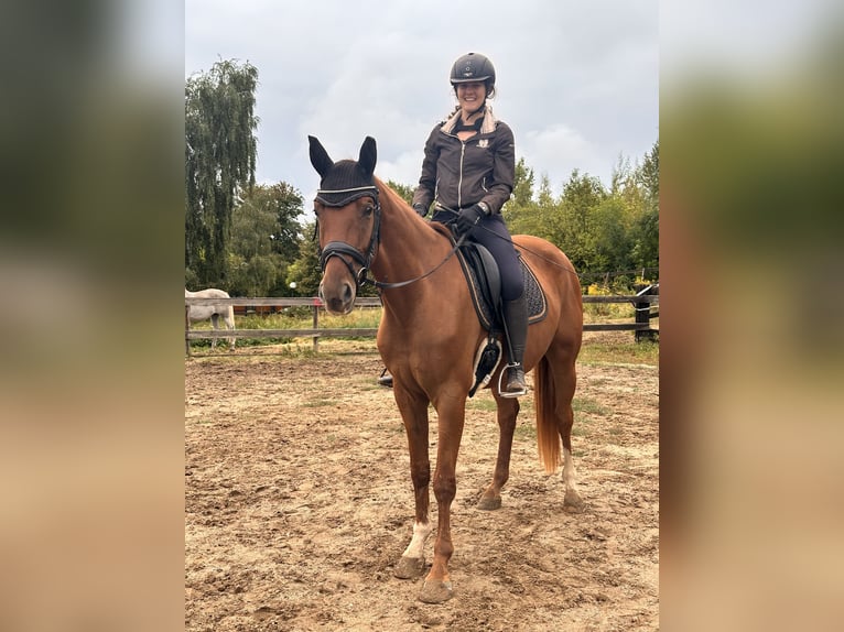 Hanoverian Mare 4 years 16,1 hh Chestnut-Red in Leipzig