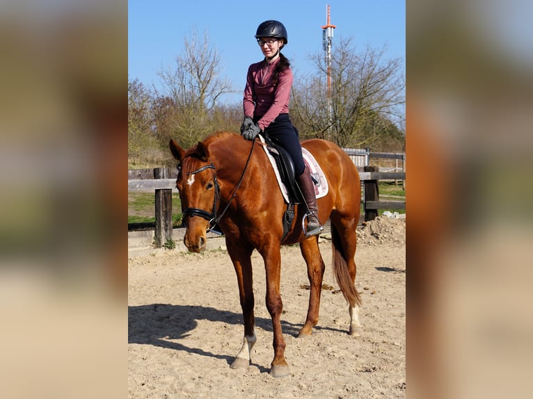 Hanoverian Mare 4 years 16,1 hh Chestnut-Red in Leipzig