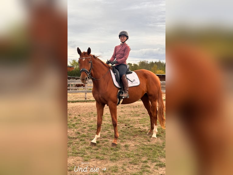 Hanoverian Mare 4 years 16,1 hh Chestnut-Red in Leipzig