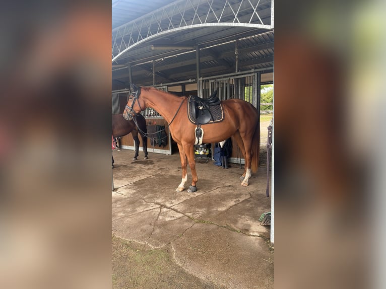 Hanoverian Mare 4 years 16,1 hh Chestnut-Red in Leipzig