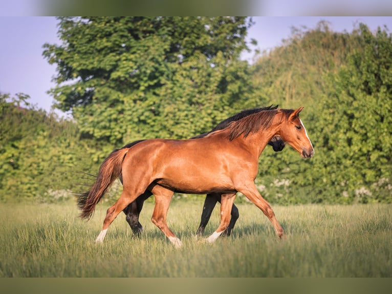 Hanoverian Mare 4 years 16,1 hh Chestnut-Red in Eisfeld