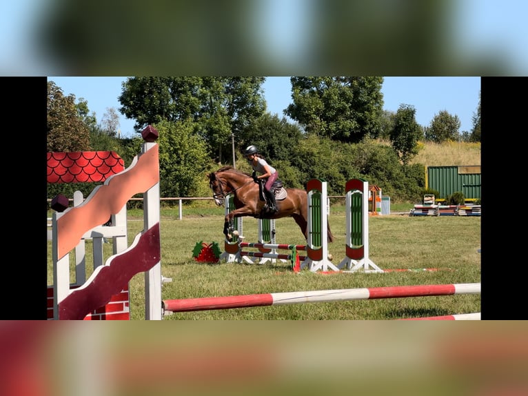 Hanoverian Mare 4 years 16,1 hh Chestnut-Red in Eisfeld