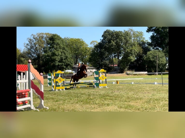 Hanoverian Mare 4 years 16,1 hh Chestnut-Red in Eisfeld